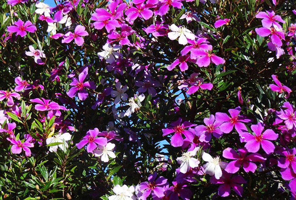 flores resistentes ao frio