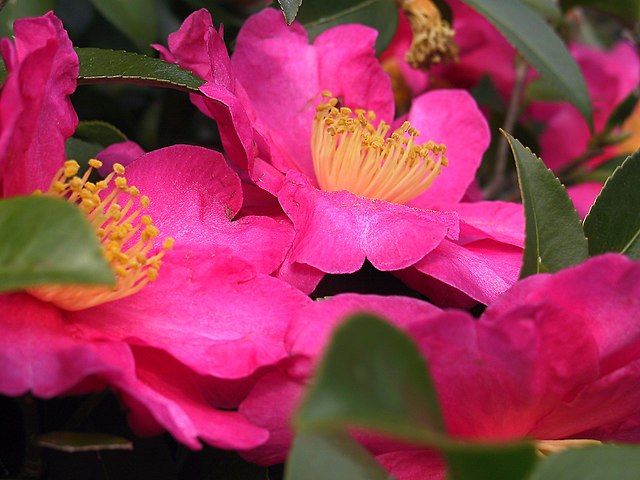 jardim de inverno