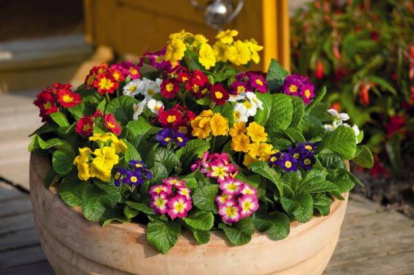 flores que não morrem no frio