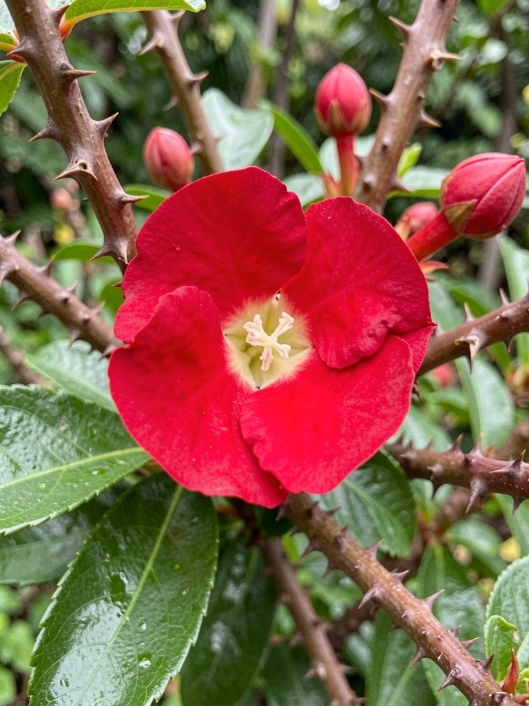Coroa-de-cristo com flores vermelhas e espinhos no caule