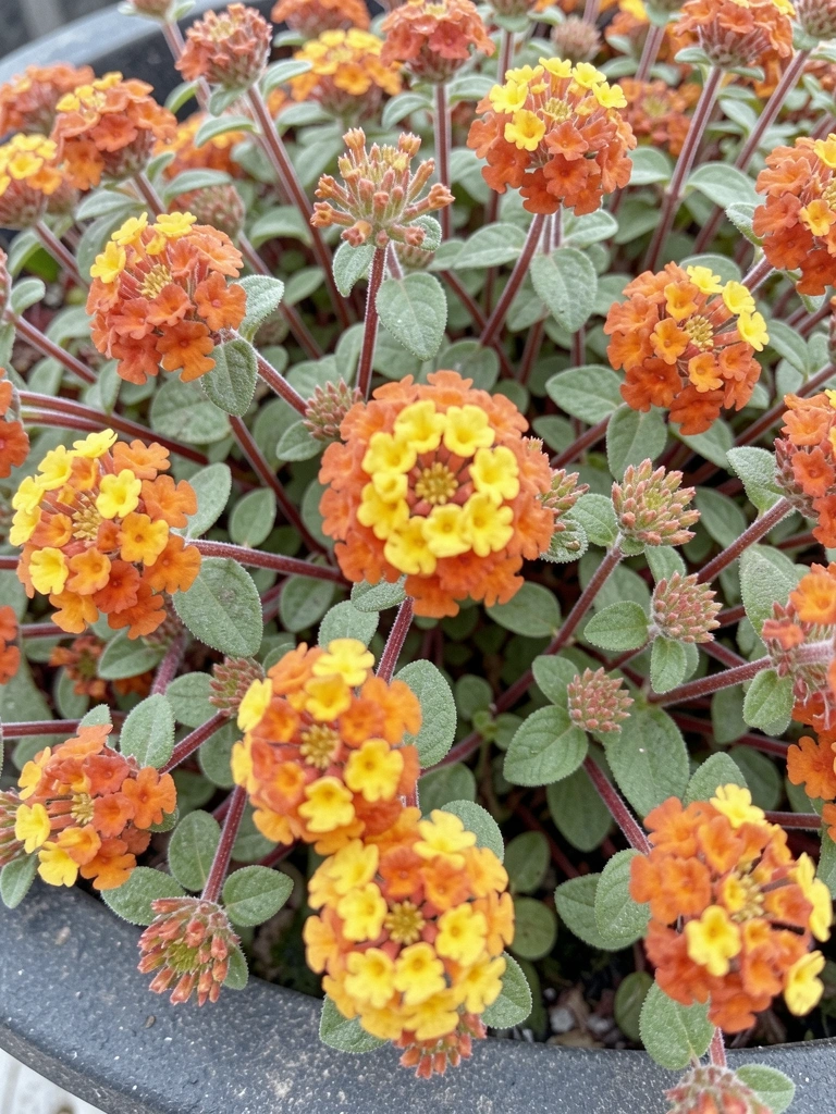 Lantana rasteira com flores alaranjadas e amarelas em um canteiro