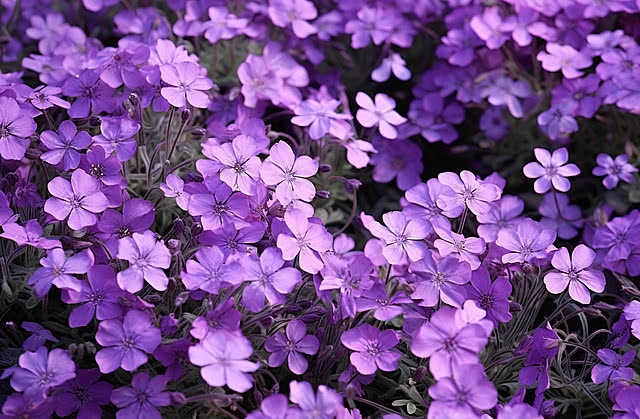 tipos de flores roxas