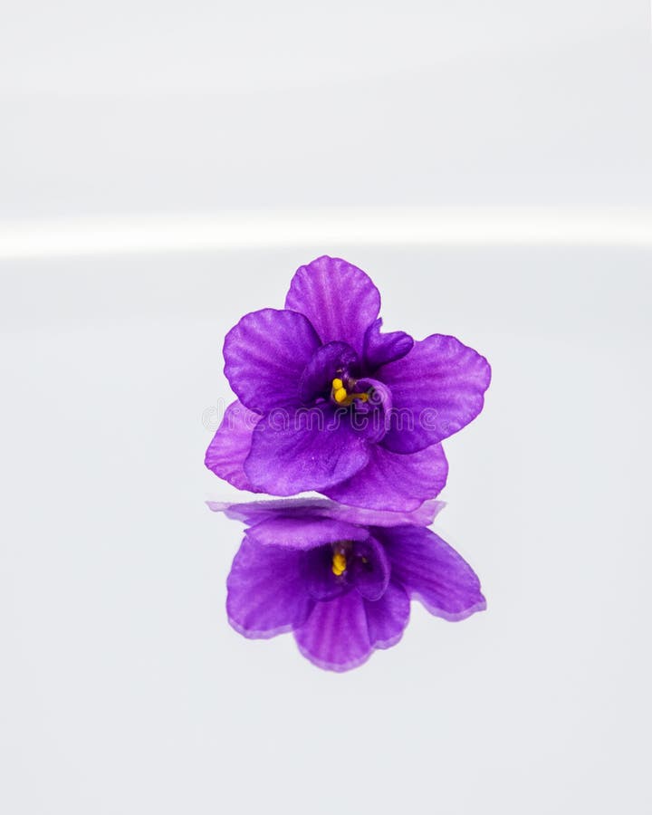 cores de flores roxas