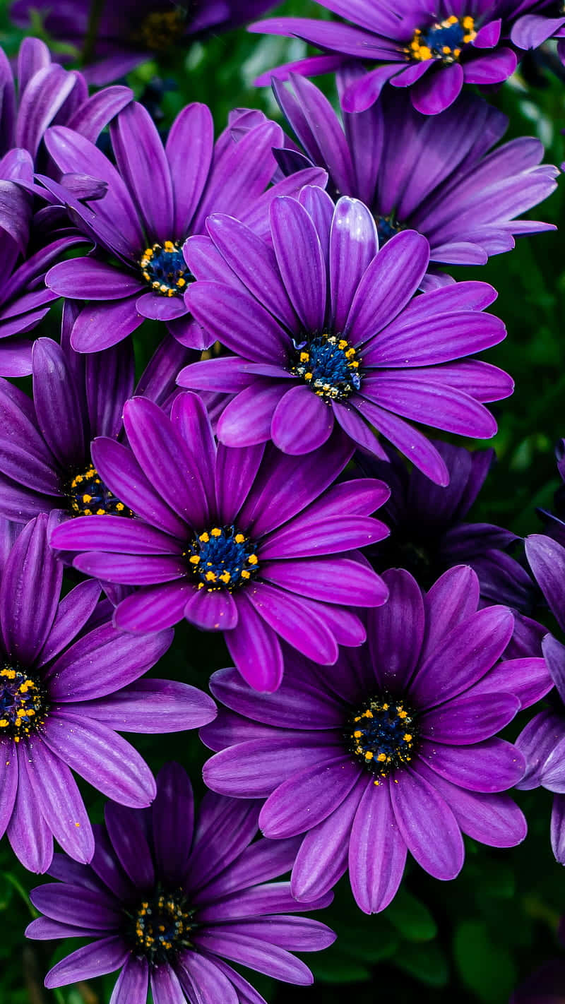 cores de flores roxas