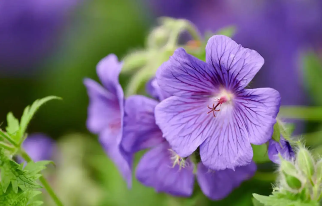 plantas roxas para jardim