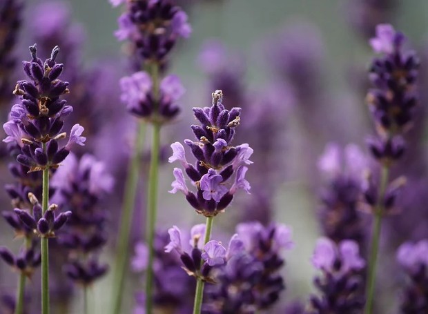 flores lilás para jardim