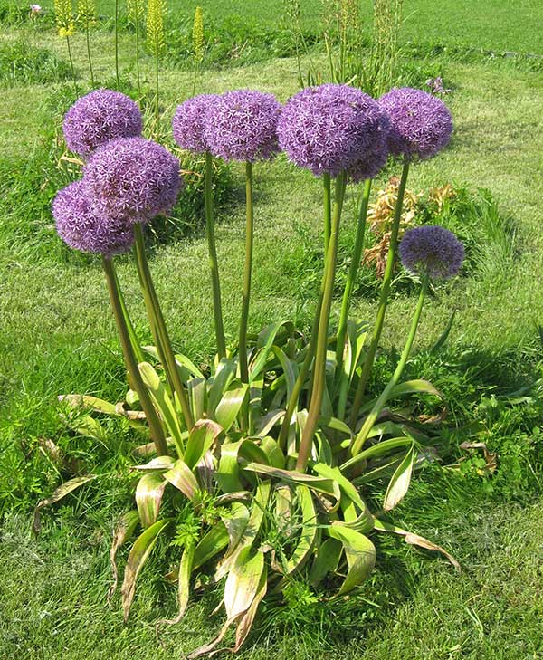 flores de sombra roxas