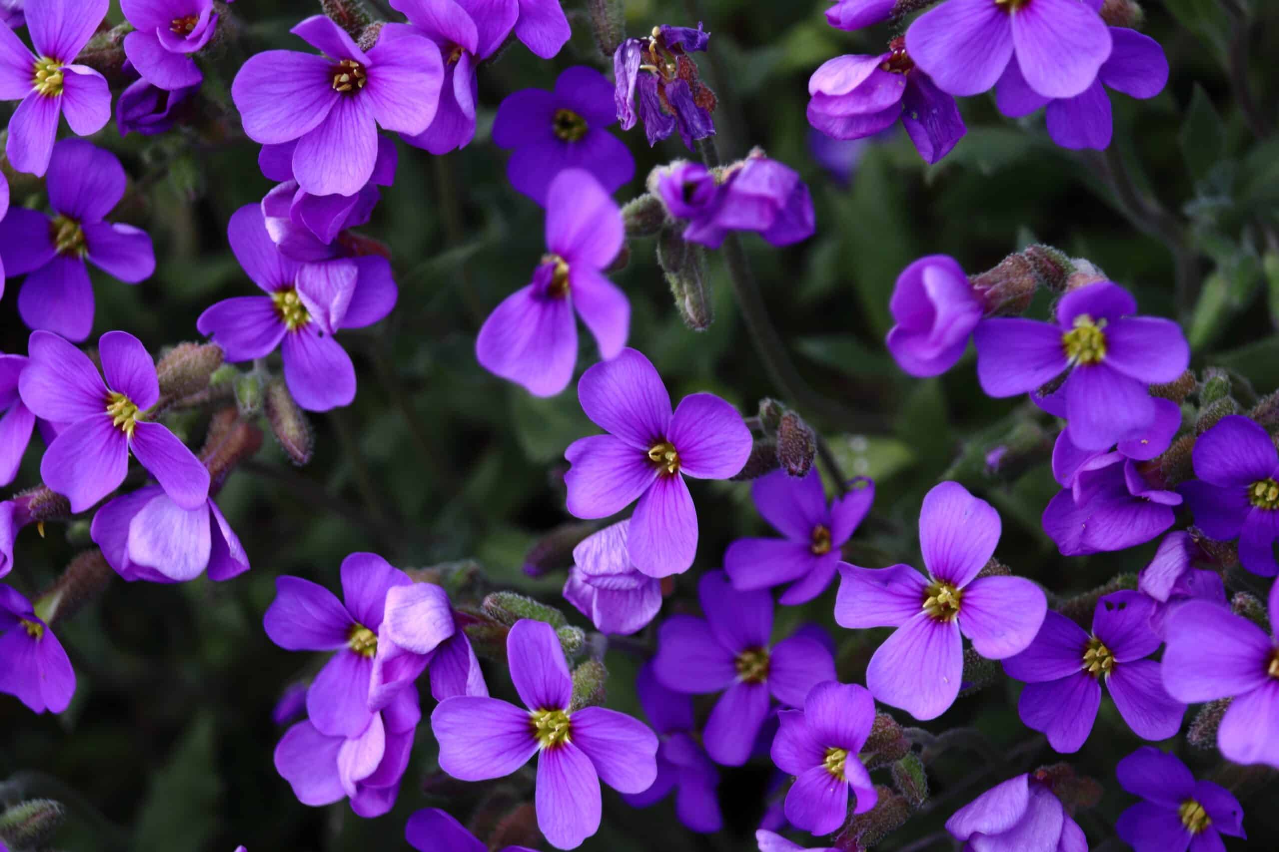 como cultivar lavanda