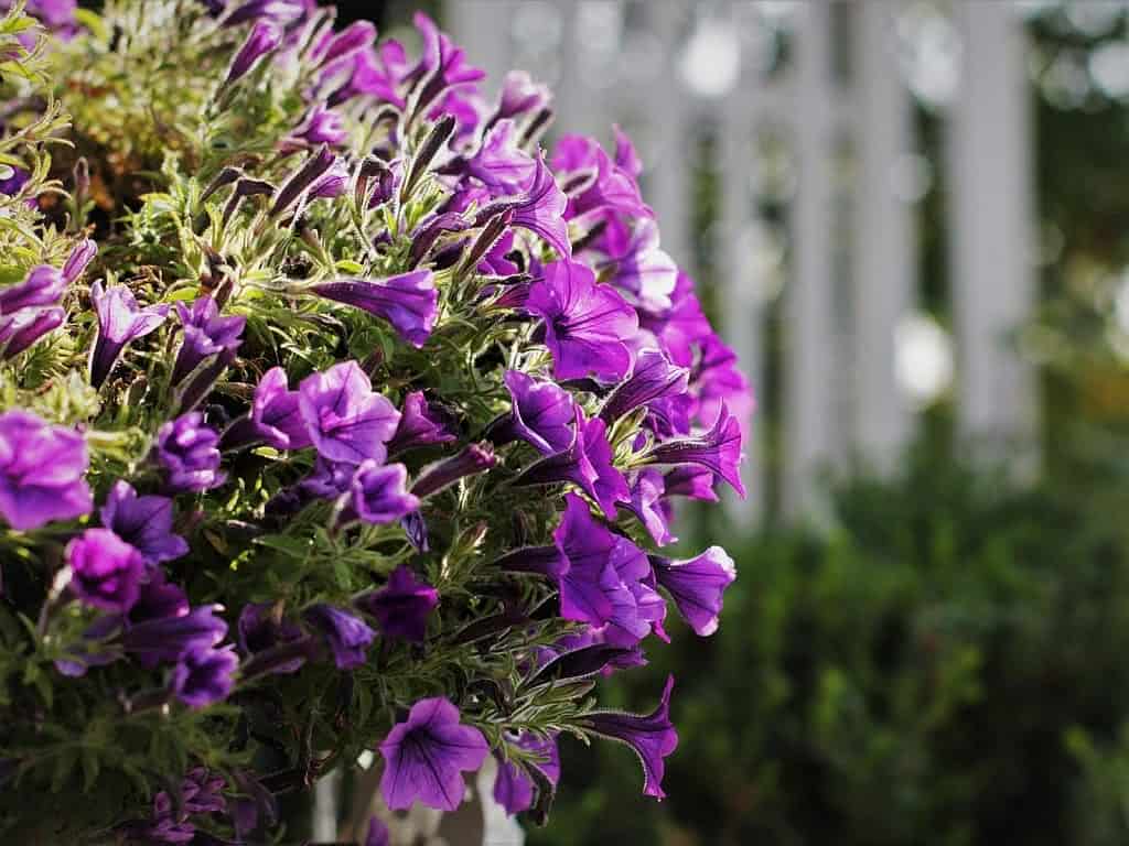 violetas para jardim