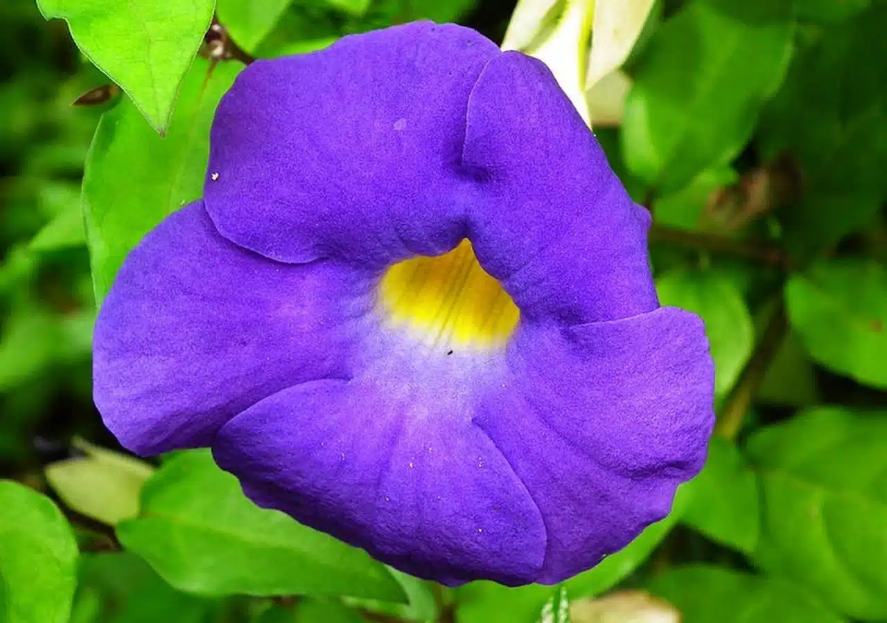 flores de sombra roxas