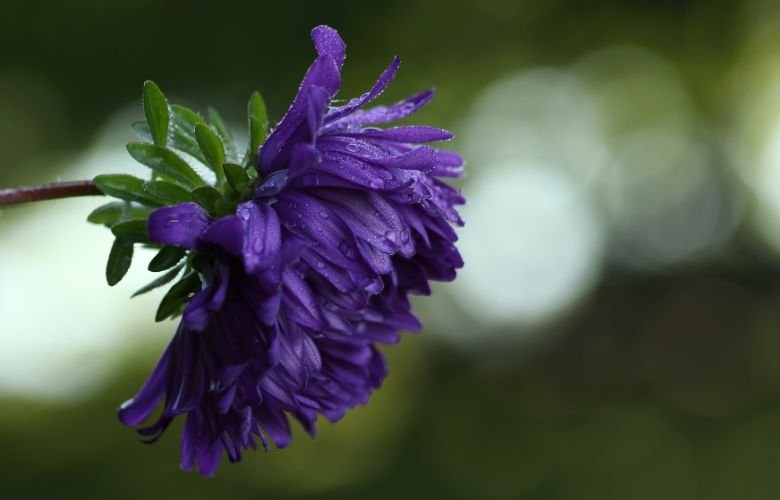 flores de sol roxas