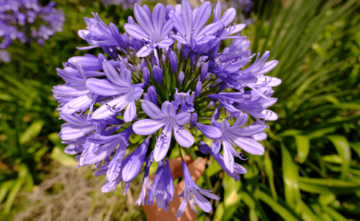 como cultivar lavanda