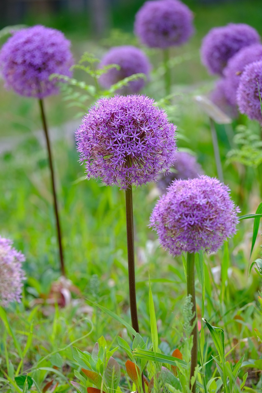 violetas para jardim