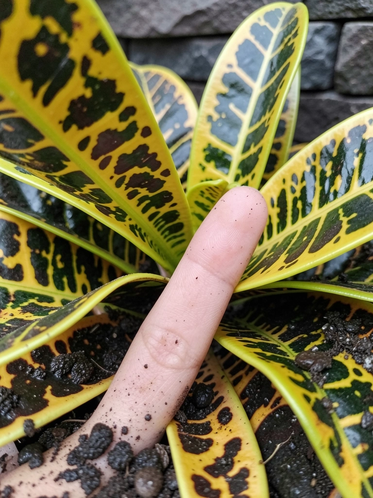 Dedo enfiado na terra até o segundo nó, solo escuro e úmido ao redor.