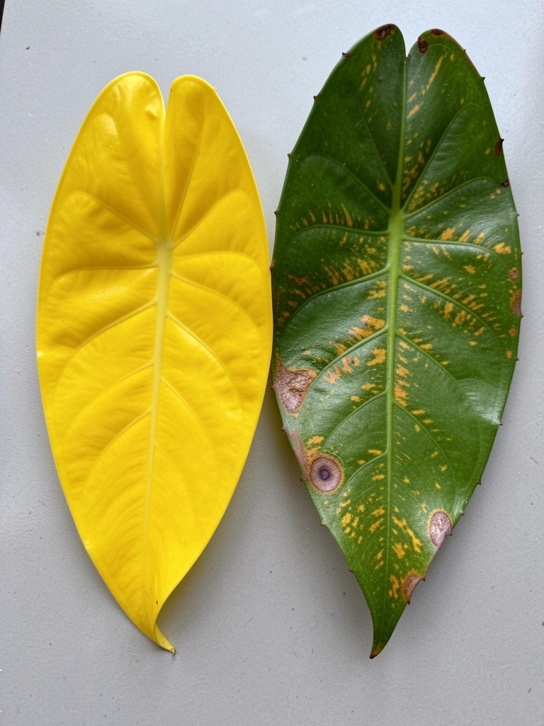 Duas folhas lado a lado, uma amarela uniforme e outra com manchas.