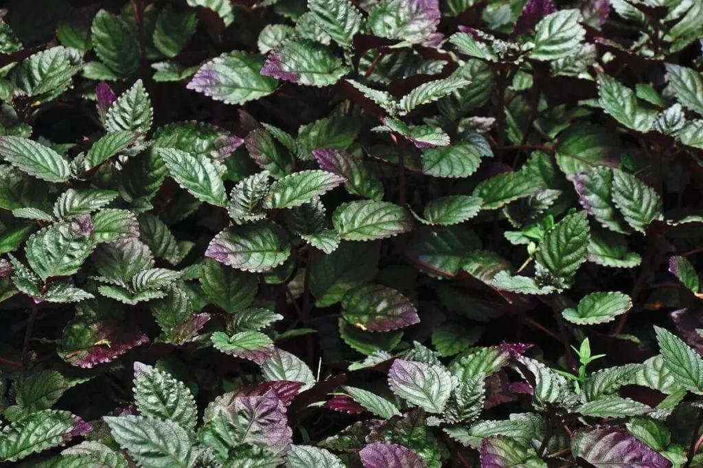 Tradescantia roxa