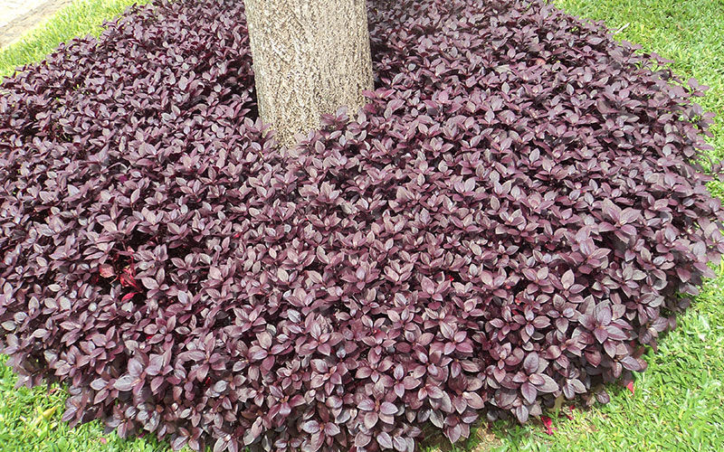 nomes de plantas com folhas roxas