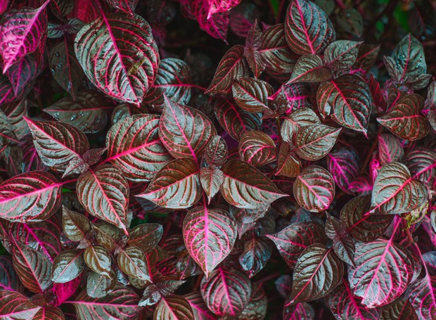Tradescantia roxa