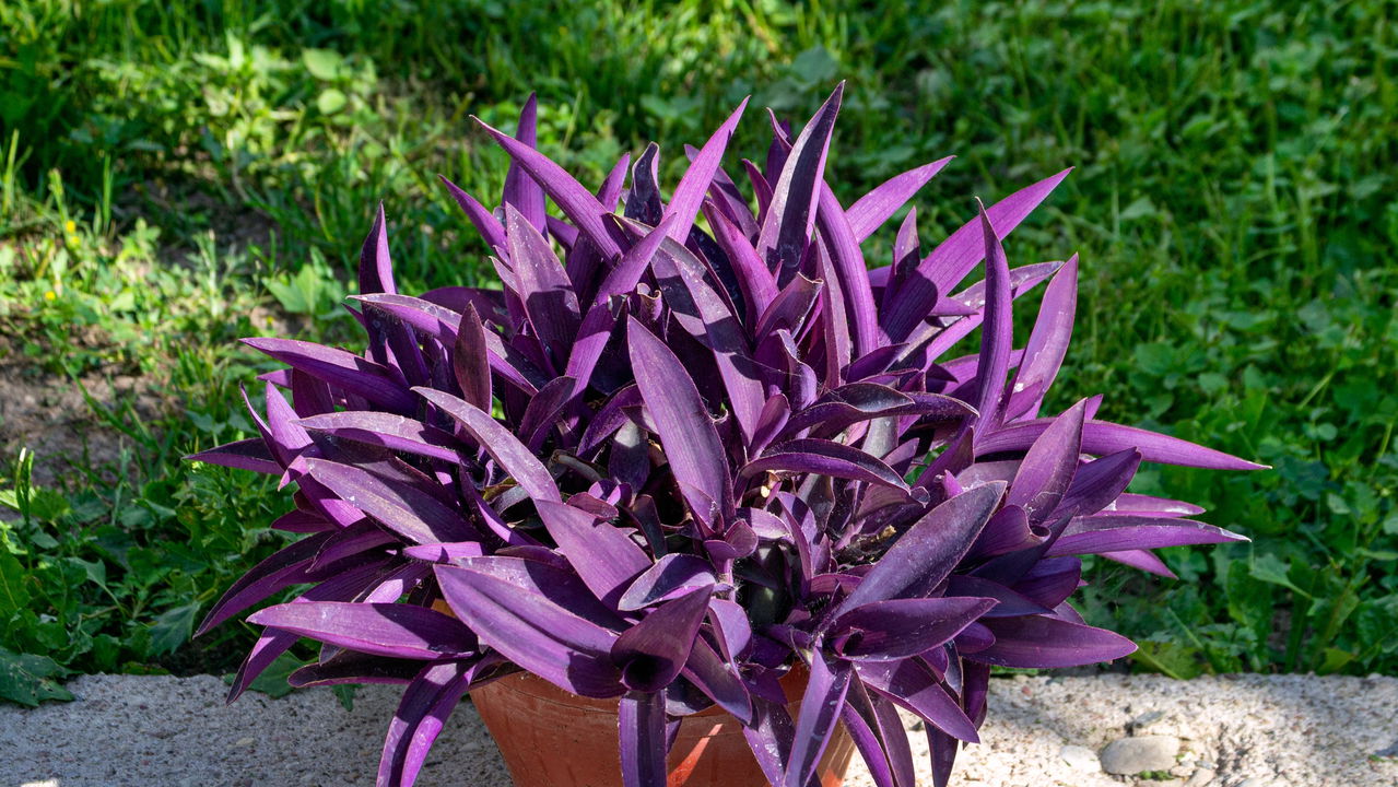 plantas pendentes roxas