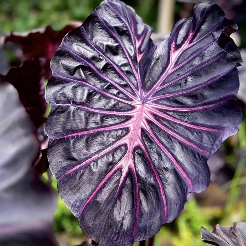 plantas com folhas coloridas
