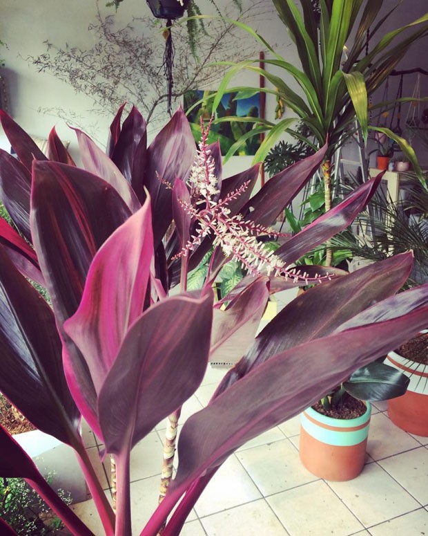 plantas de interior roxas
