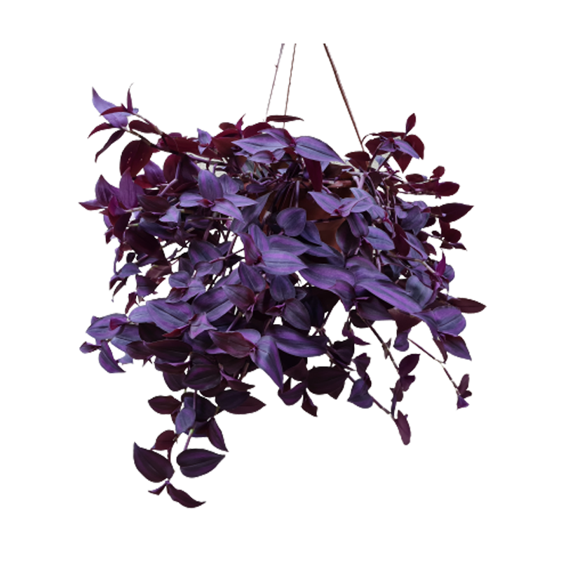 Tradescantia roxa