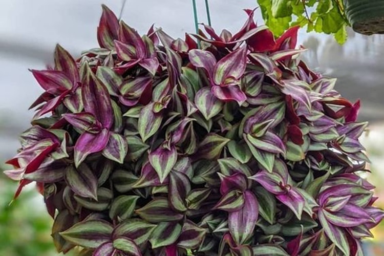 plantas com folhas coloridas
