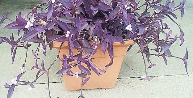 cores de plantas para paisagismo