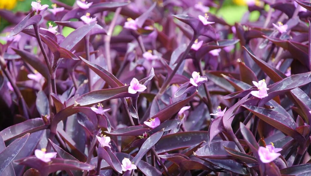 plantas roxas para jardim