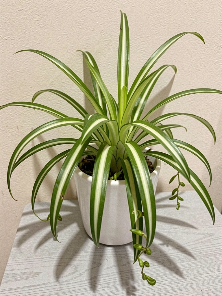 Vaso branco com clorofito de folhas verdes listradas de branco.