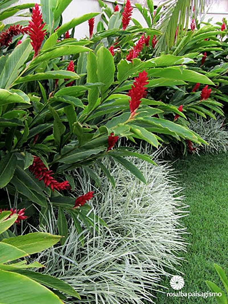 plantas de folhagem vermelha sol