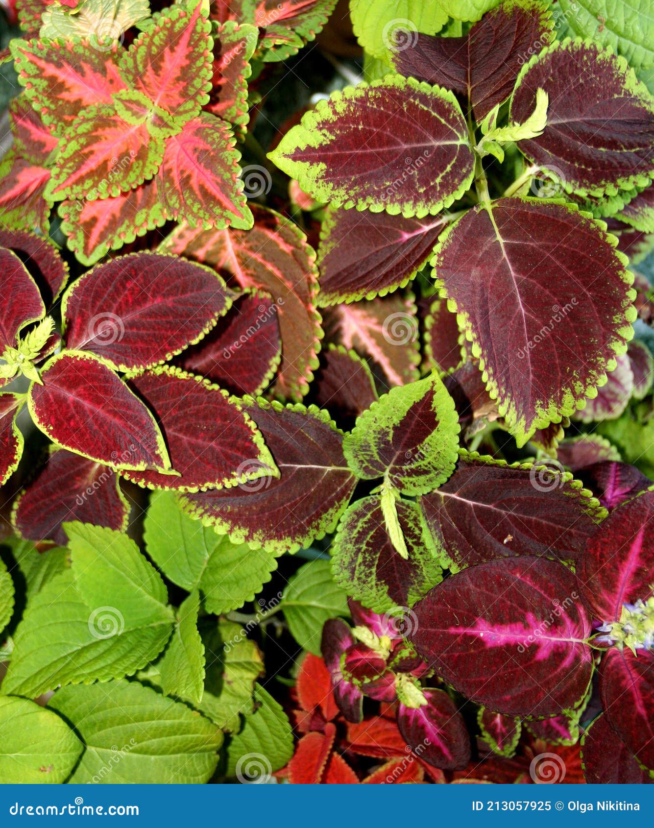jardim colorido o ano todo