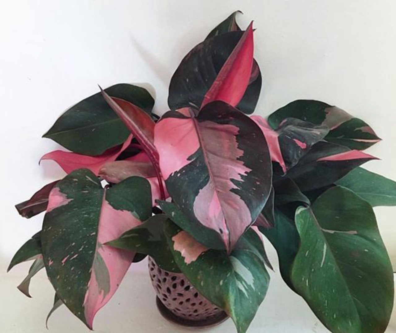 plantas de folhagem vermelha sol
