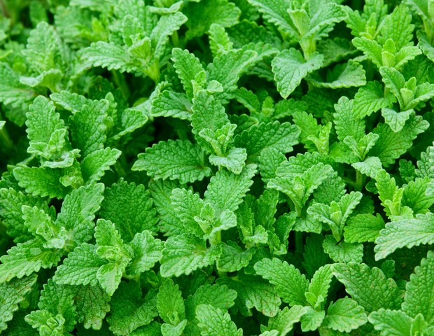 chá verde benefícios