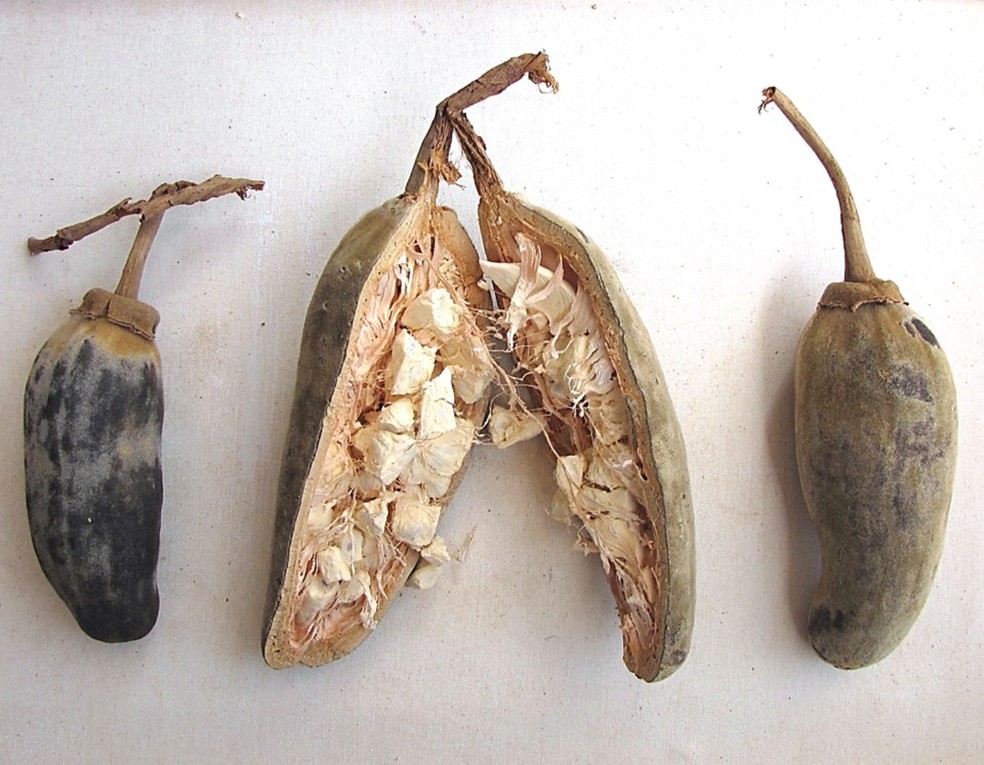 fruto do baobá benefícios