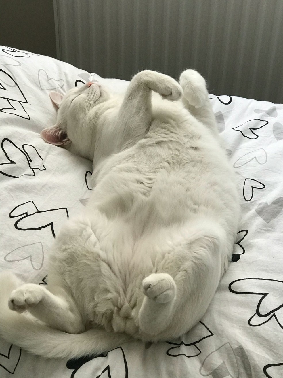 por que gato dorme de barriga exposta