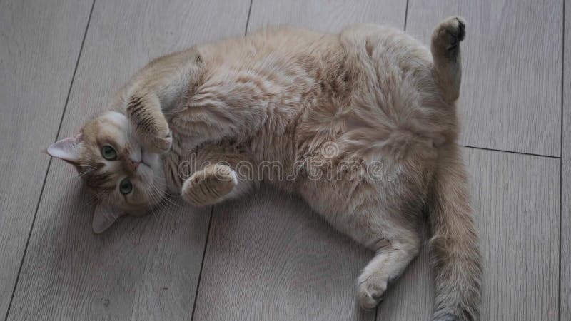 significado gato barriga para cima