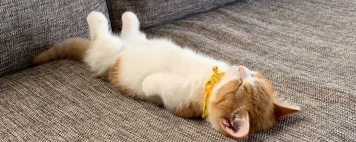 por que gato dorme de barriga exposta