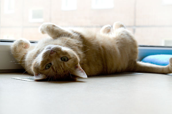 gato confiante dormindo