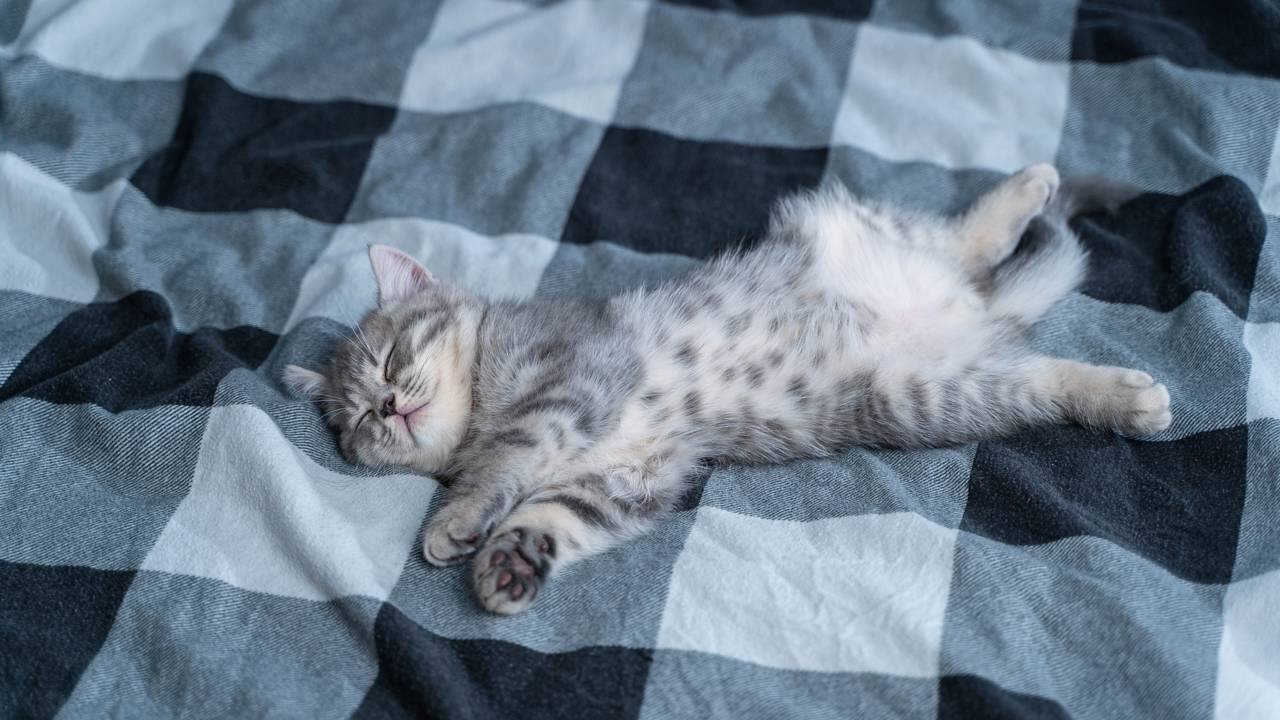 segurança do gato em casa