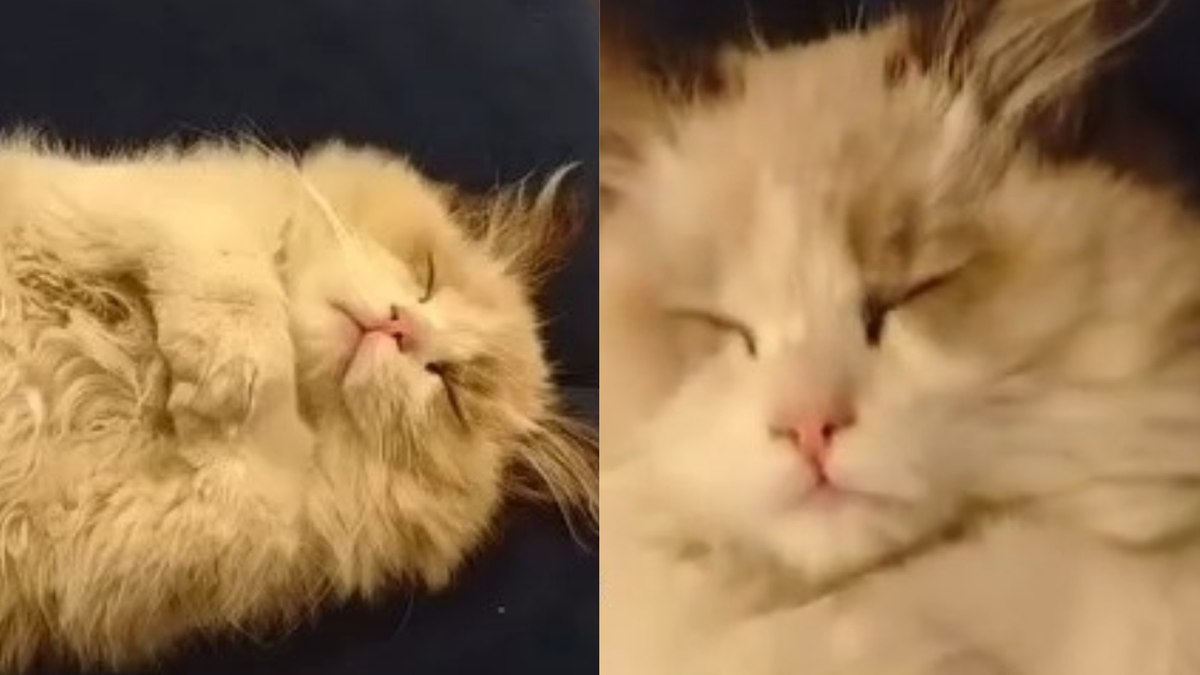 interpretar posições de sono de gatos