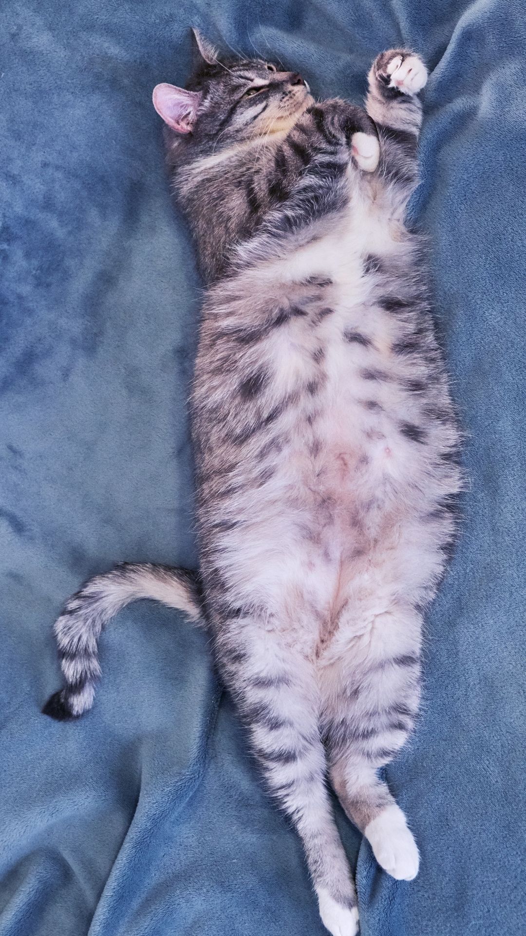 cuidado com a barriga do gato