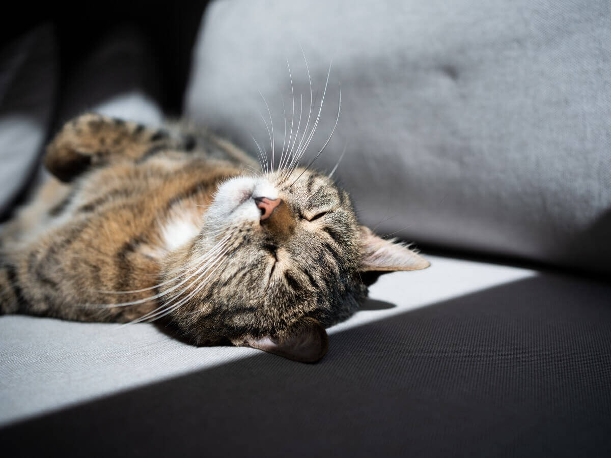 gato dormindo de forma vulnerável