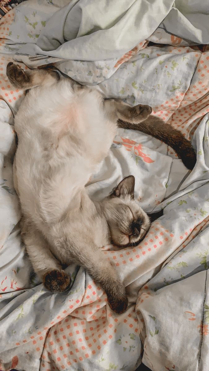 linguagem corporal do gato dormindo