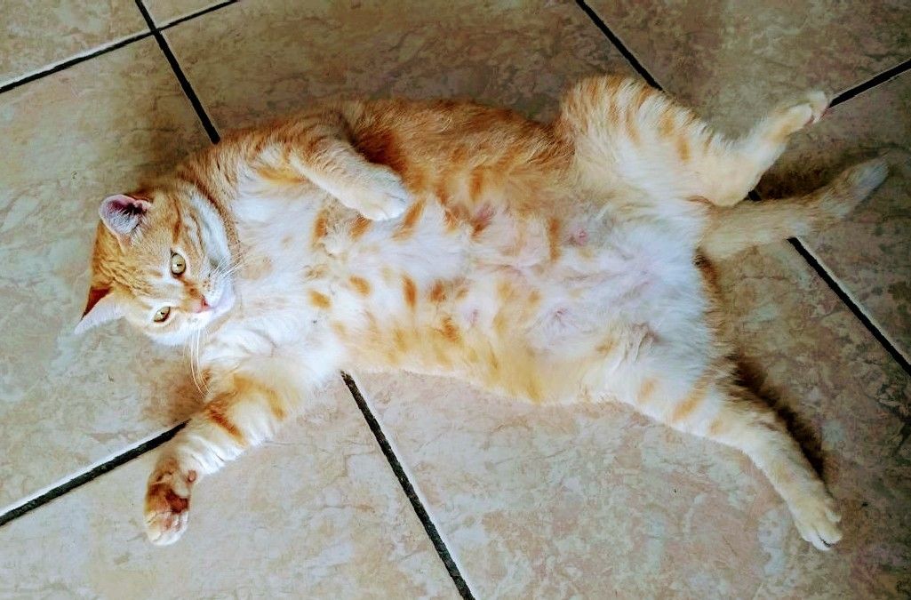 significado gato barriga para cima
