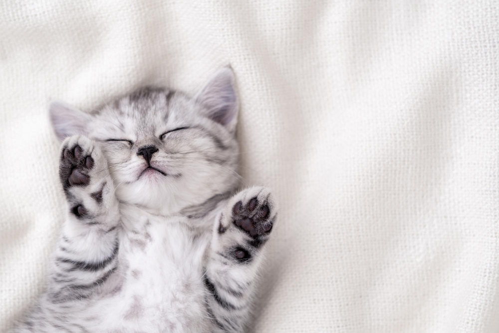 por que gato dorme de barriga exposta