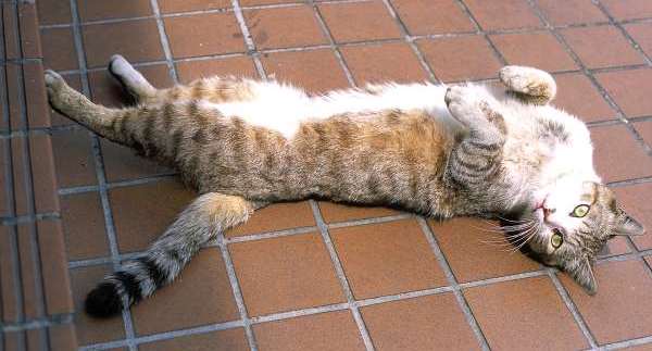 gato confiante dormindo