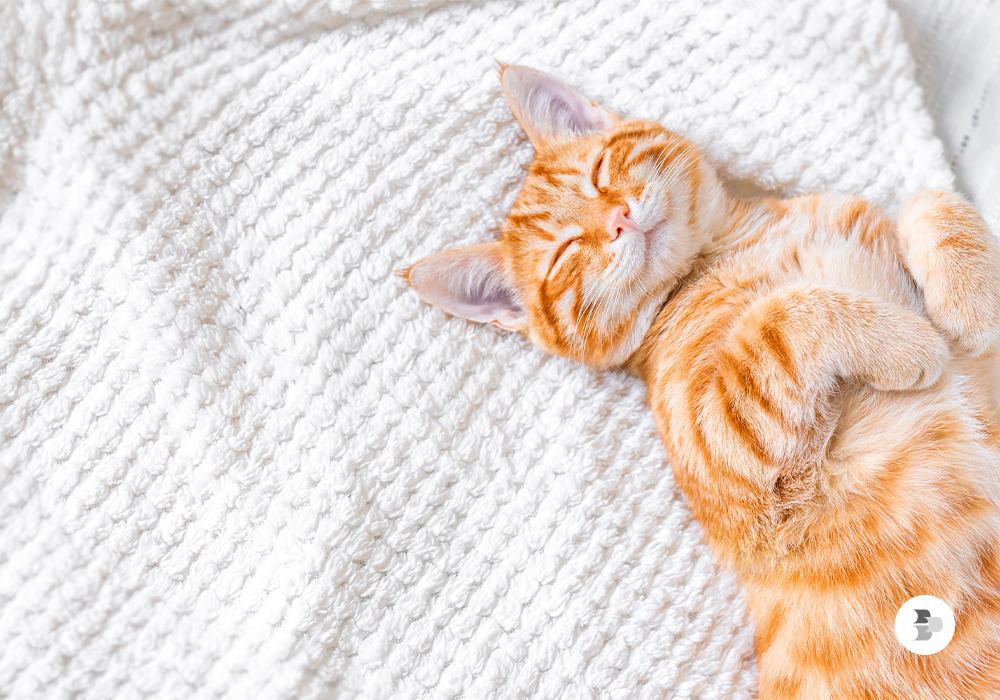 segurança do gato em casa