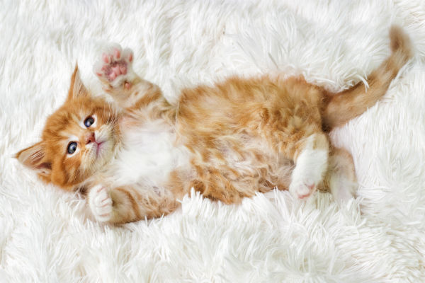 gato relaxado barriga para cima