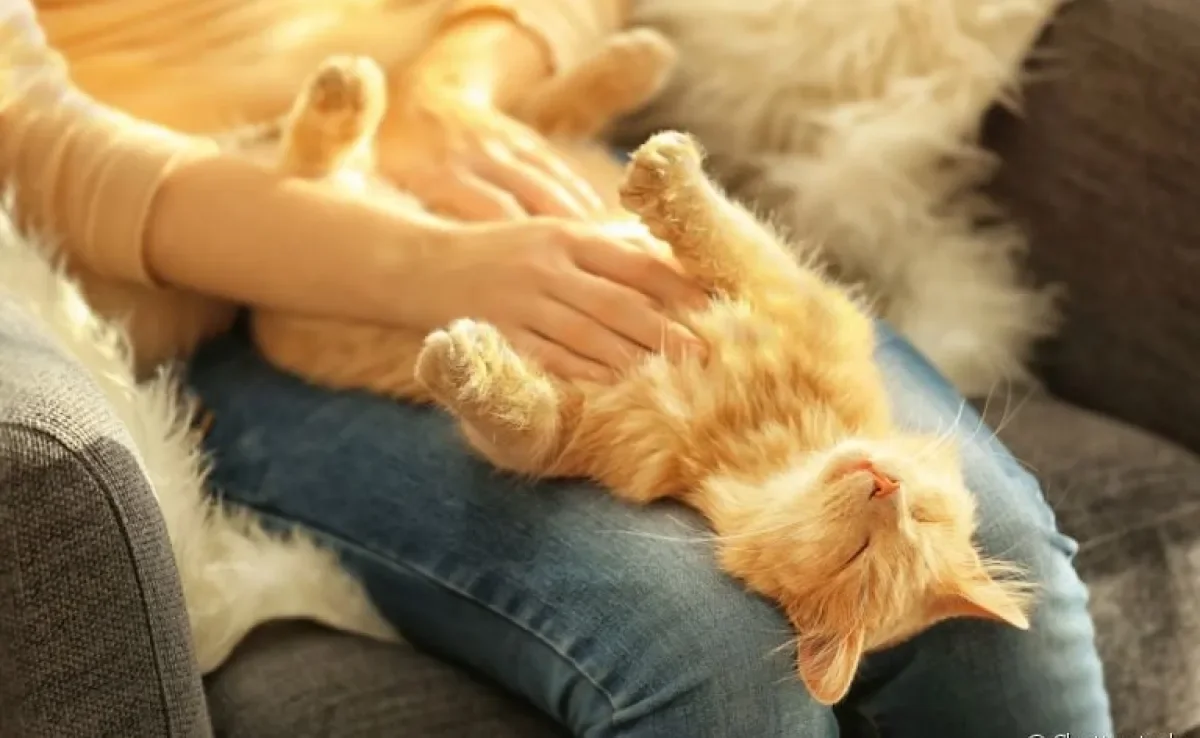 comportamento felino sono